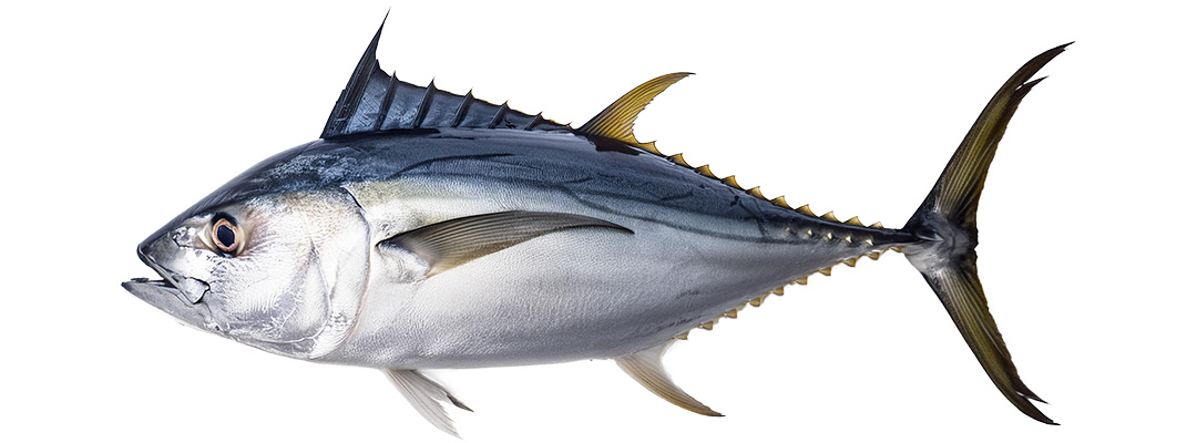 Blackfin Tuna