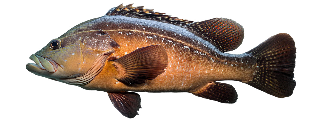 Grouper