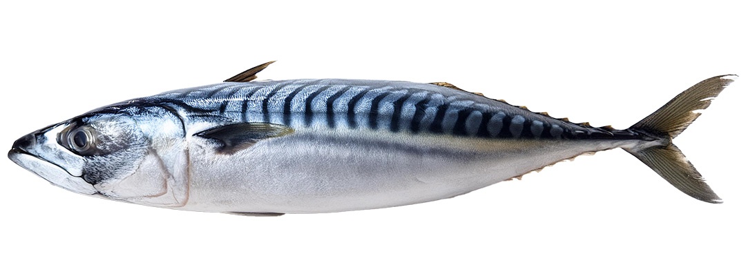 Mackerel