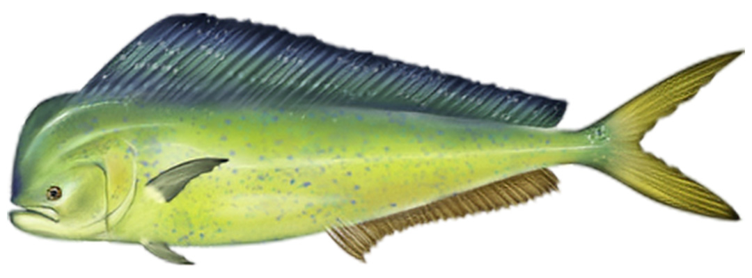 Mahi Mahi