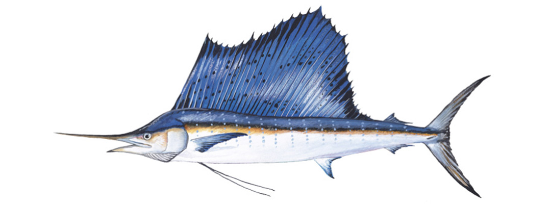 Sailfish