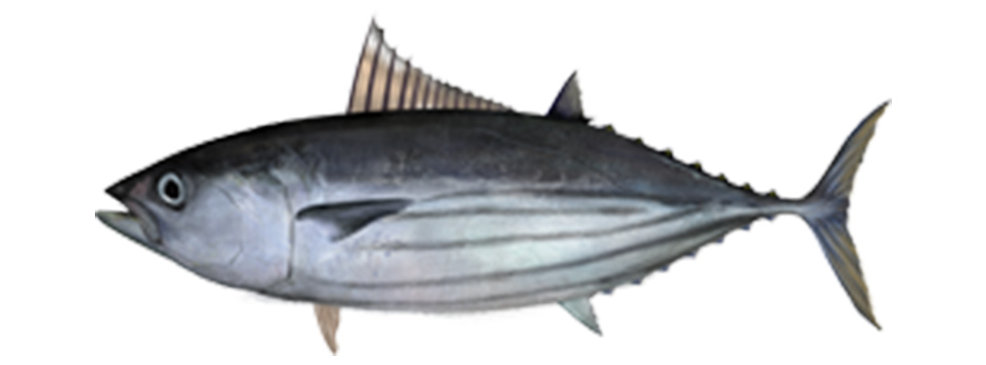 Skipjack Tuna