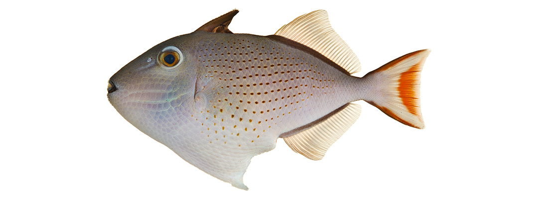 Triggerfish