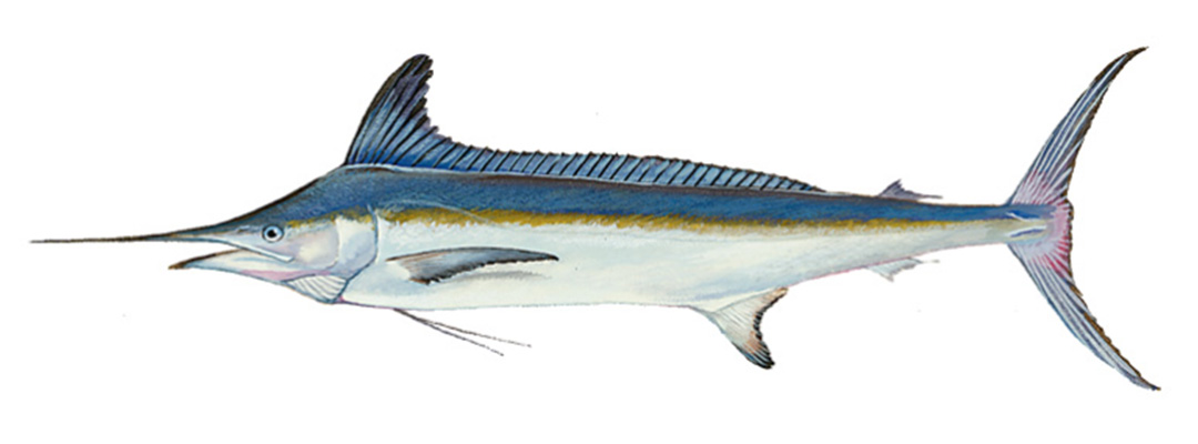 White Marlin